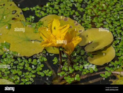 Fringed Water Lily Nymphoides Peltata In Flower Among Duckweed River