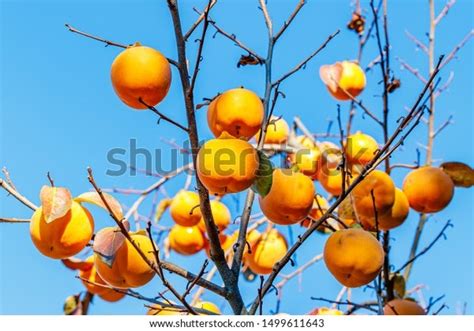 Do All Persimmon Trees Bear Fruit Fruit Trees