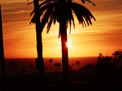California Los Angeles Palms Sunset 4k Wallpaper Coolwallpapersme