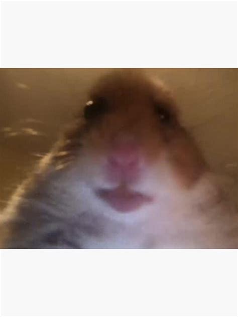Staring Hamster Facetime Meme
