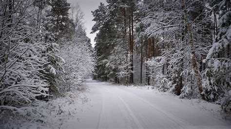 Snowy Forest Path At Winter Hd Wallpaper