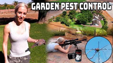 Garden Pest Control Pigeon Oasis Airgun Hunting Youtube