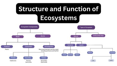 Structure And Function Of Ecosystems Definition Types