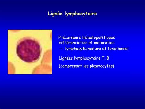 Ppt Les Lymphomes Powerpoint Presentation Free Download Id4329872