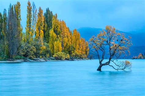 This Is The World Famous Willow Tree In Lake Wanaka New Zealand That