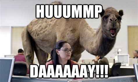 Now all i hear around the house is.what! MIKE, MIKE, MIKE HAPPY BIRTHDAY!! - Hump Day Camel - quickmeme