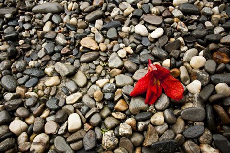 Free Images Nature Sand Rock Leaf Flower Pebble Autumn Soil