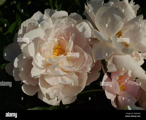 Paeonia Reine Deluxe Double Pink Peony Flower Paeonia Lactiflora