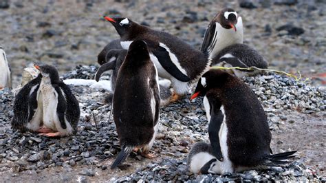 Flock Of White And Black Penguins Animals Penguins Birds Baby