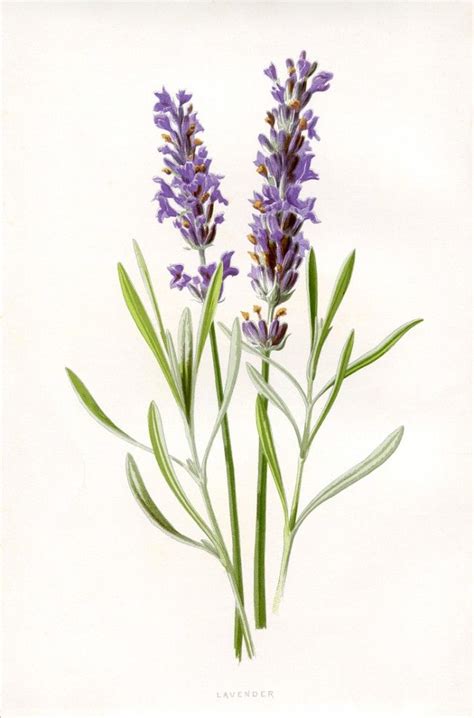 Lavender Botanical Drawing At Explore Collection