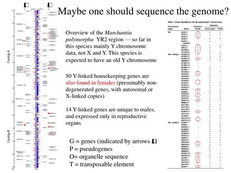 Ppt The Evolution Of Sex Chromosomes Similarities And Differences