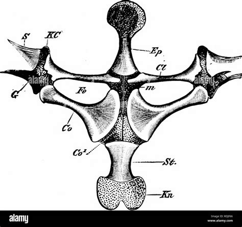 Xiphisternum Hi Res Stock Photography And Images Alamy