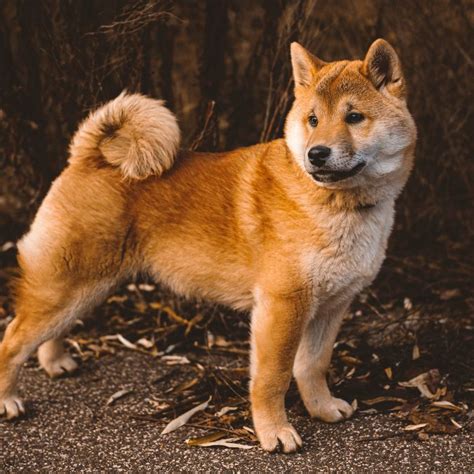 Todas Las Razas De Perros Nombres Fotos Y Caracter Sticas