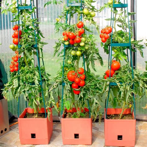 Dicas De Como Plantar E Cultivar Tomates Horta Em Casa