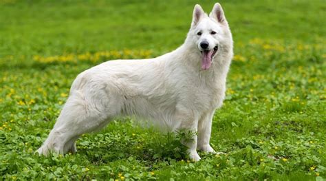 White Dog Breeds 31 Big And Small Pups With Short Or Fluffy Coats