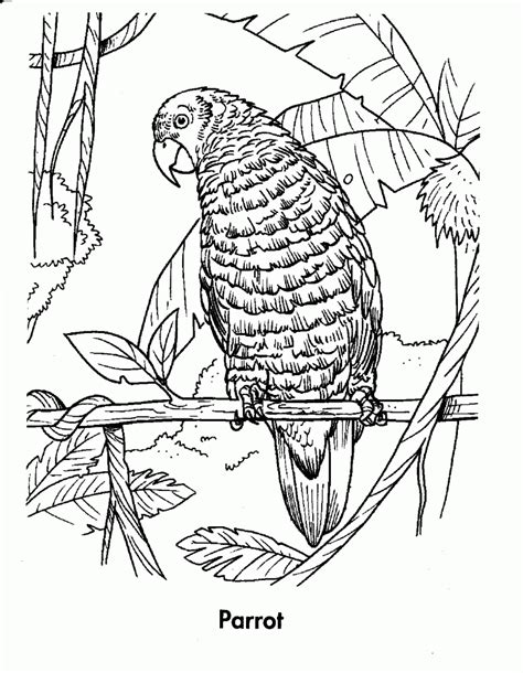 Simple Tropical Rainforest Coloring Page Coloring Pages