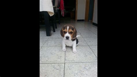 Beagle Puppy 8 Weeks First Day Home Youtube