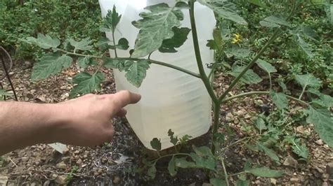 Homemade Garden Drip Irrigation With Rainwater Youtube