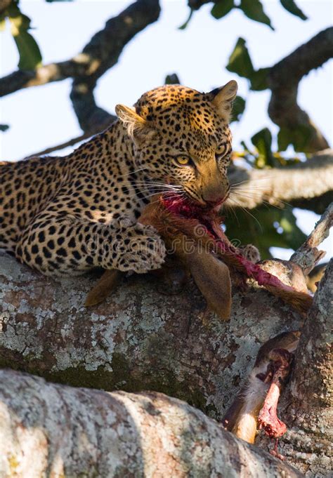 Leopard Is Eating Prey On The Tree National Park Kenya Tanzania