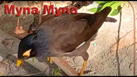 Myna Bird 2 Myna Birds Talking Two Myna Bird Pied Myna Jungle