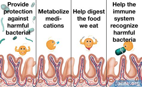 The Role Of Good Bacteria In The Gut
