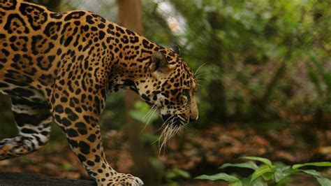 jungle, Animals, Feline, Jaguars Wallpapers HD / Desktop and Mobile ...