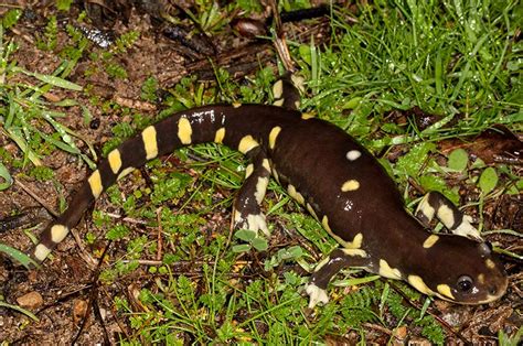 Spotted Salamander Reproduction