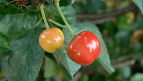 The Best Espalier Fruit Trees For Willamette Valley