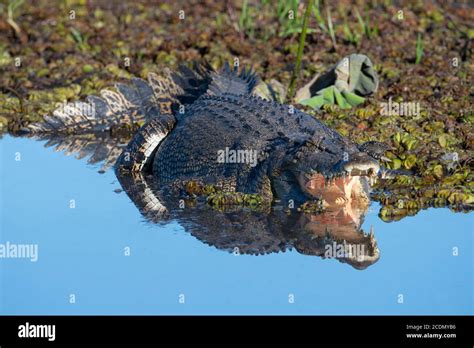 Saltwater Crocodile Crocodylus Porosus Sunbathing With Open Mouth