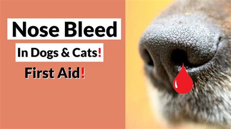 Nose Bleed In Dogs And Cats First Aid Youtube