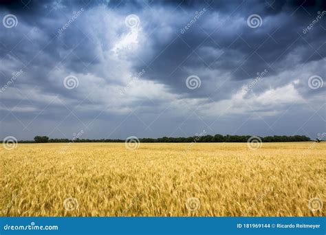 Storm Clouds Move In On Golden Wheat Field In Kansas Stock Photo