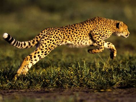 Free Photo Wild Jaguar Animal Forest Jaguar Free Download Jooinn