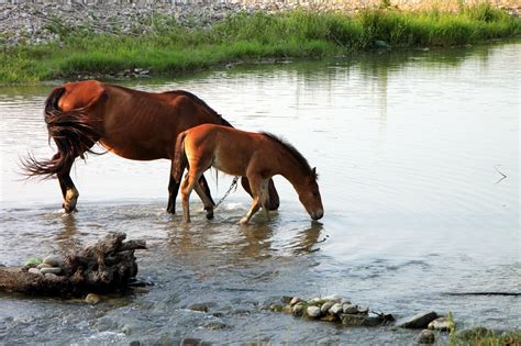 Horsesdrinkwatercoltfoal Free Image From