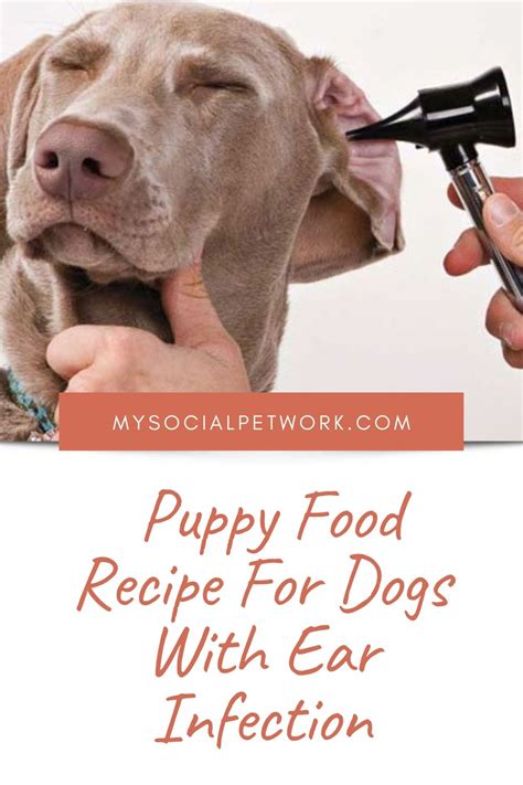 Best dog food for allergies—quick guide into the allergy world. Puppy Food Recipe For Dogs With Ear Infection 2020