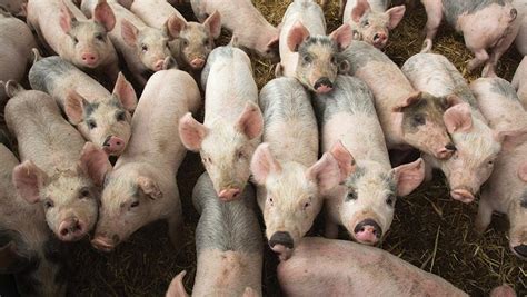 5 Ways To Reduce Stress When Weaning Pigs Farmers Weekly