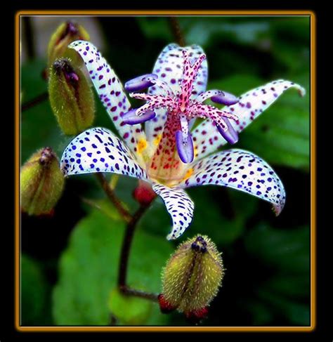 Japanese Toad Lily By Boron On Deviantart