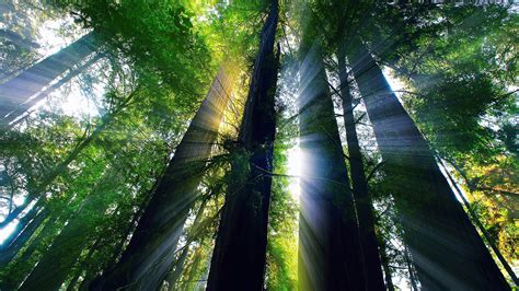 Wallpaper Redwood Forest Trees Sunlight 1920x1200 Hd Picture Image