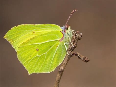 Look Out For Brimstone Butterflies Butterfly Conservation