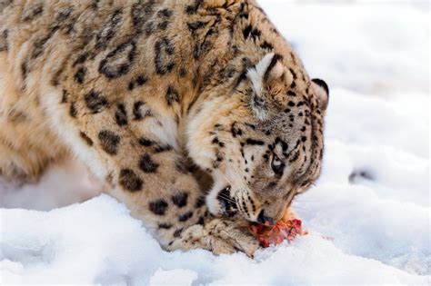 50 Facts About Snow Leopards Owlcation