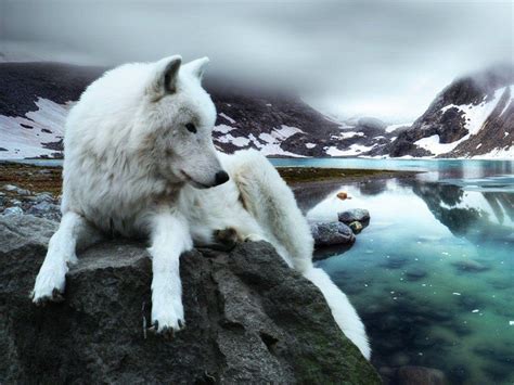 Wolf In Mountain Wallpapers Wallpaper Cave