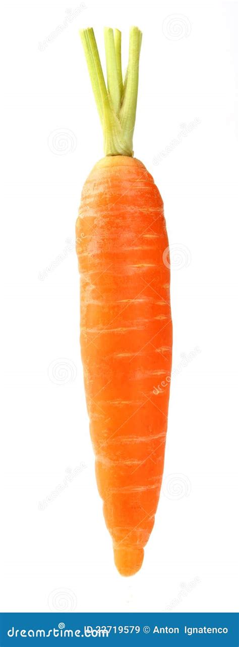 One Carrot Stock Image Image Of Root Food Stem Vegetable 22719579