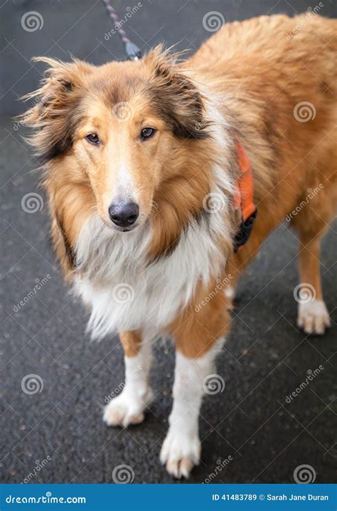 Beautiful Tricolor Rough Collie Like Lassie On A Walk Stock Image