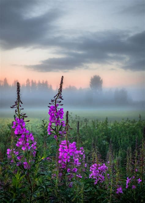 Kesä Suomi Summer Finland By Asko Kuittinen 🌹🇫🇮 Landscape