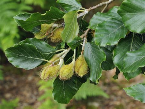 Beech A Foraging Guide To Its Food Medicine And Other Uses