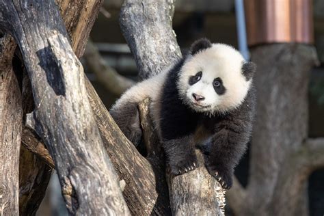 Baby Pandas Climbing Trees Wallpapers Wallpaper Cave