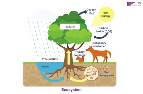 Ecosystem Components Of Ecosystem Biotic And Abiotic Components