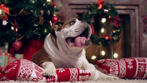 Cute English Bulldog In Christmas Eve Youtube