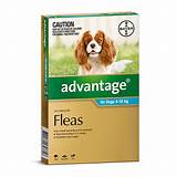 Pictures of Cheap Flea Treatment For Dogs Free Delivery