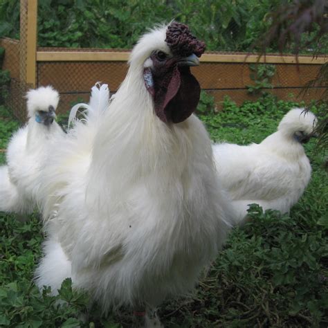 Breed Of Chickens Silkie