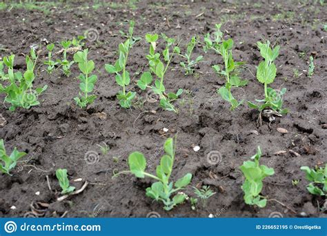 Pea Sprouts Growing In Open Organic Soil Stock Image Image Of Nature